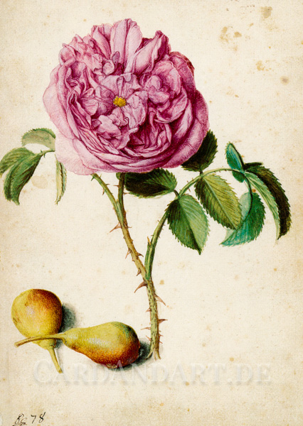 Georg Flegel - Batavische Rose und zwei Birnen - Postkarte