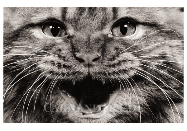 Red Tabby Persian - Postkarte